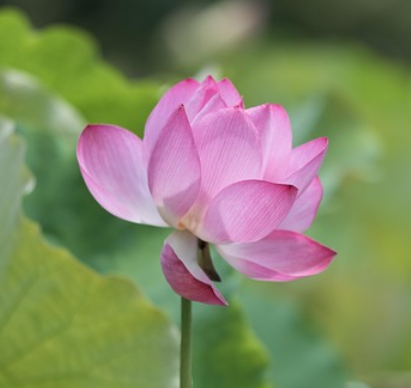 蓮花
