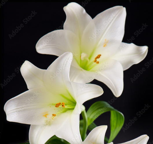 百合花